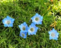 Pale blue flowers with a white throat